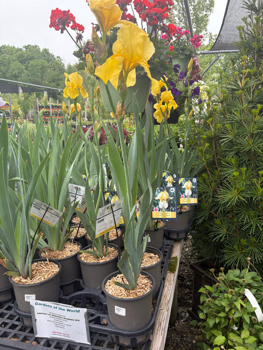 Harvest of Memories Bearded Iris