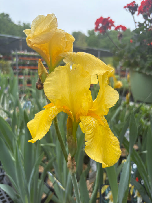 Harvest of Memories Bearded Iris