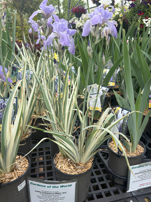 Variegated Sweet Iris