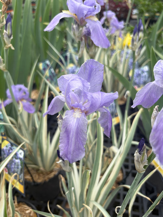 Variegated Sweet Iris