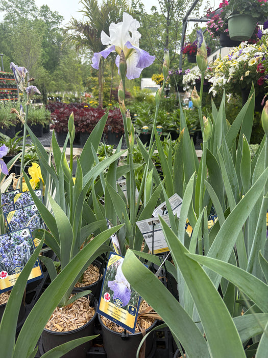 Mission Ridge Bearded Iris