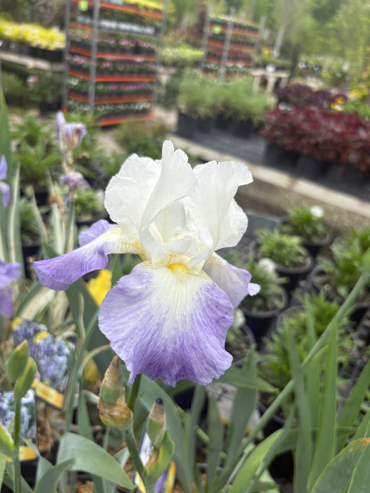 Mission Ridge Bearded Iris