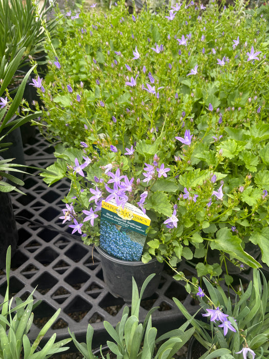 Blue Waterfall Bellflower