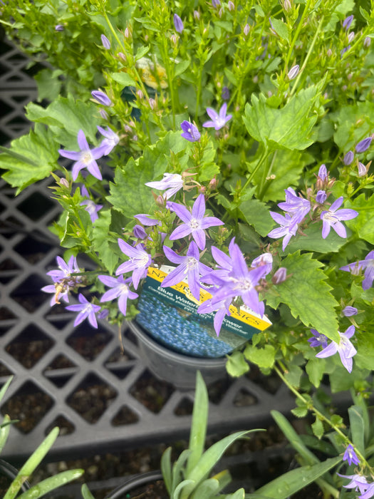 Blue Waterfall Bellflower