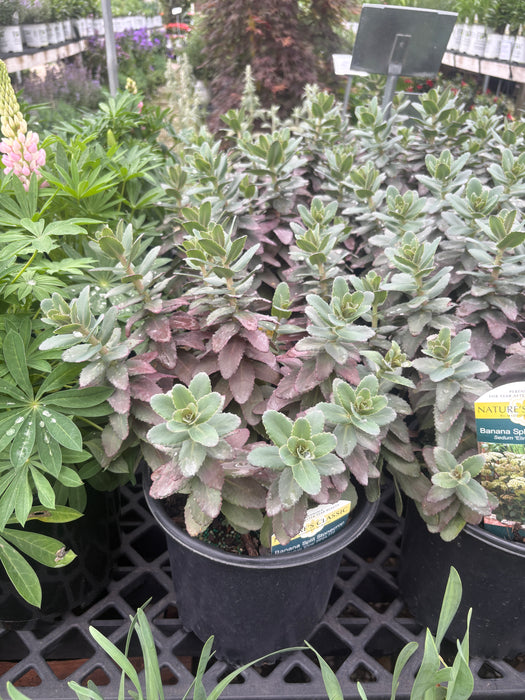 Banana Split Stonecrop