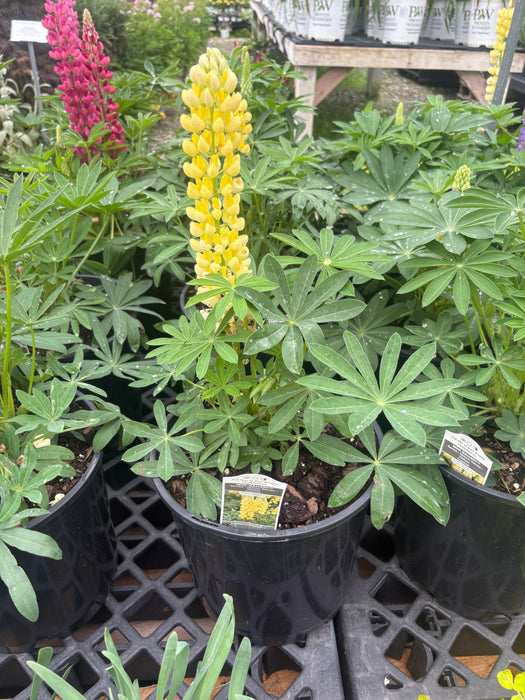 Mini Gallery Yellow Lupine