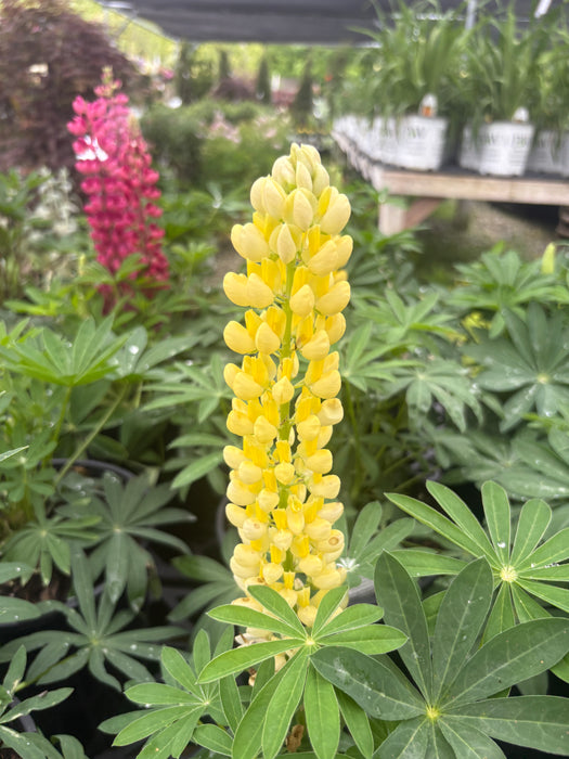 Mini Gallery Yellow Lupine