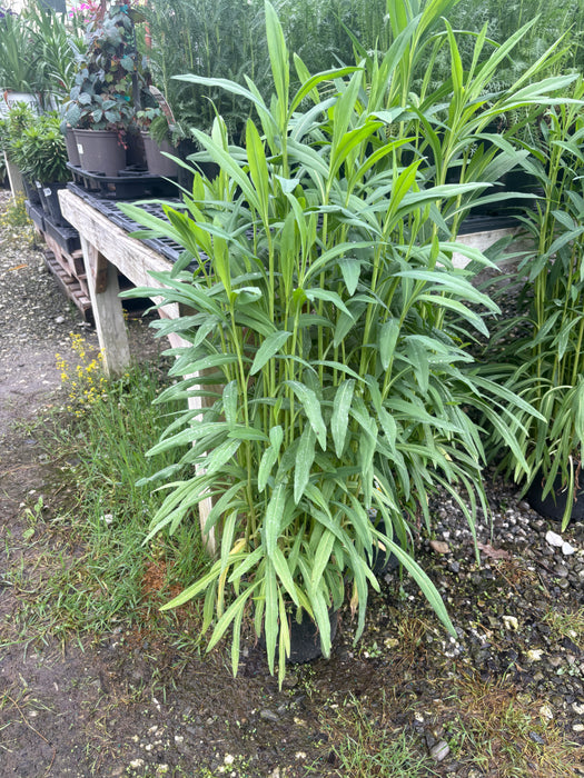 False Aster