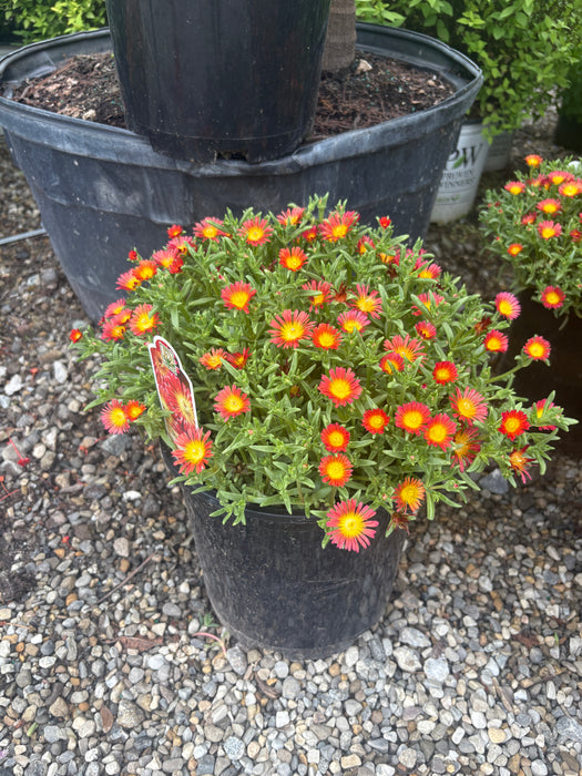 WOW Fire Wonder Ice Plant