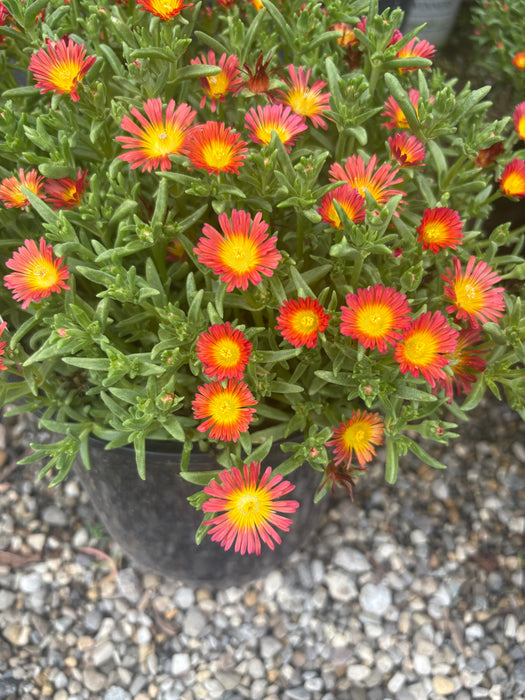 WOW Fire Wonder Ice Plant