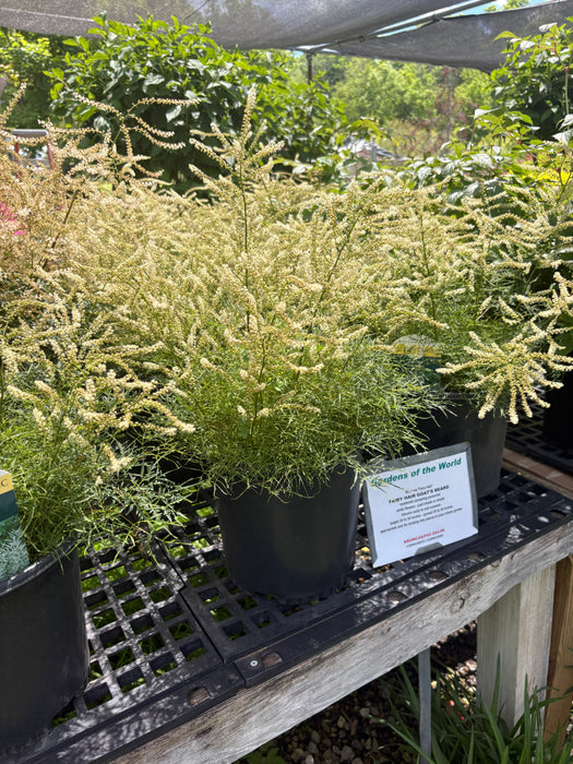 Fairy Hair Goat's Beard