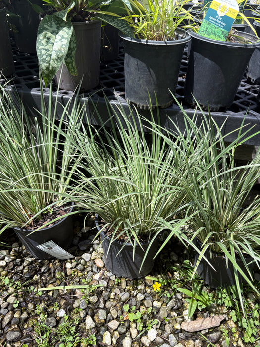 Variegated Sweet Flag Grass