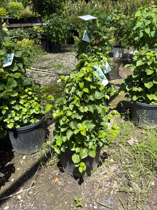 Climbing Hydrangea