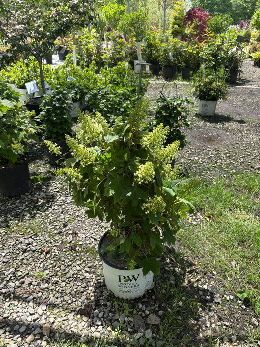 Gatsby Glow Ball® Oakleaf Hydrangea