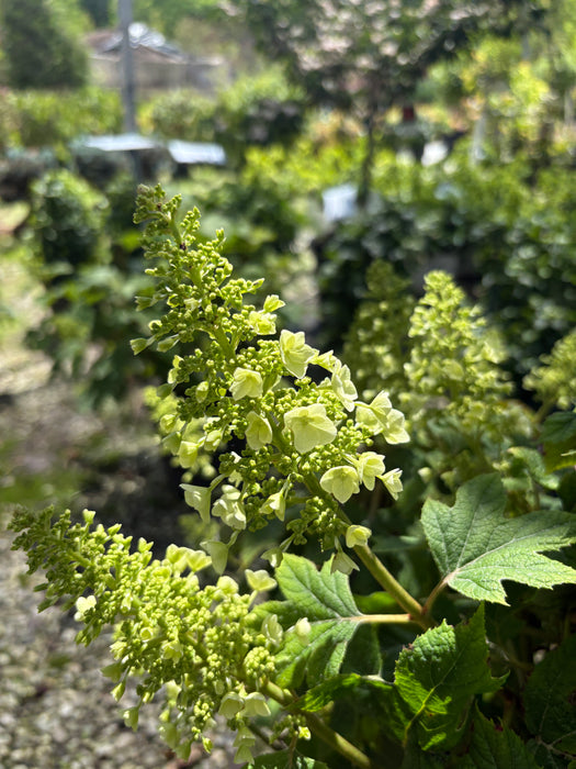 Gatsby Glow Ball® Oakleaf Hydrangea