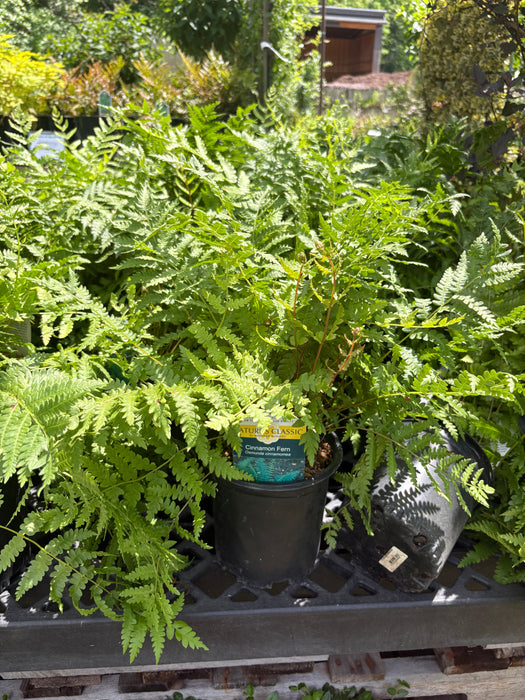 Cinnamon Fern