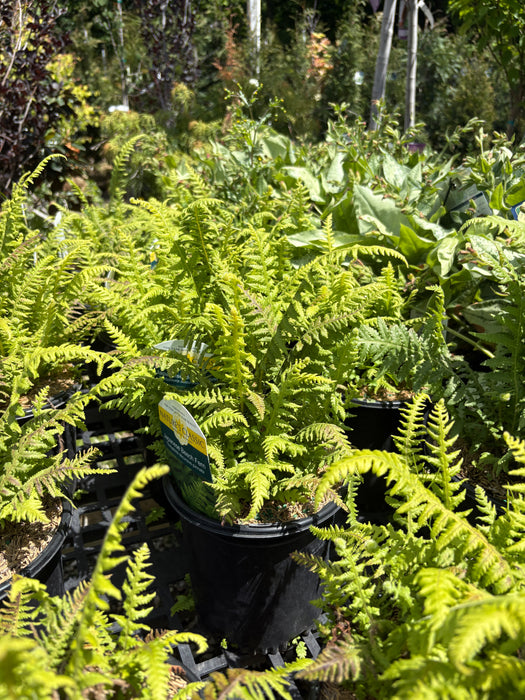 Japanese Beech Fern