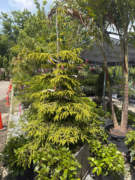 Skylands Oriental Spruce