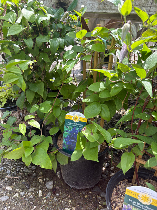 Superba Clematis