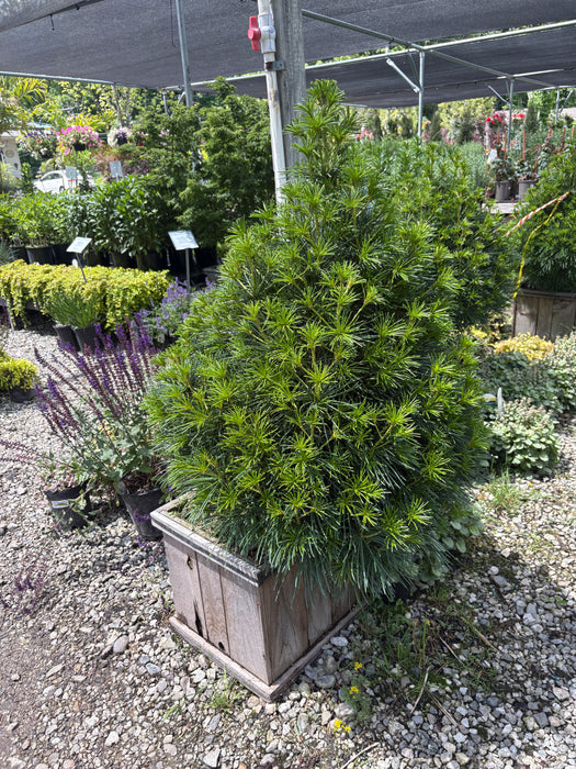 Propeller Japanese Umbrella Pine