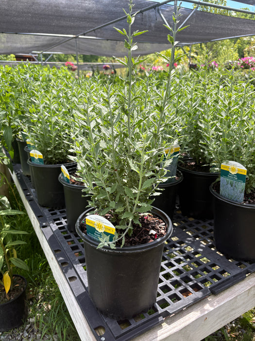 Prime Time Russian Sage