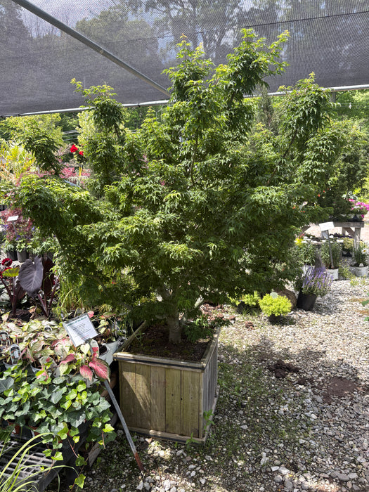 Male Lion's Head Japanese Maple