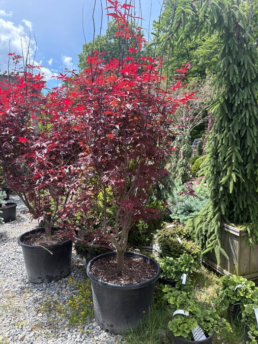Bloodgood Japanese Maple