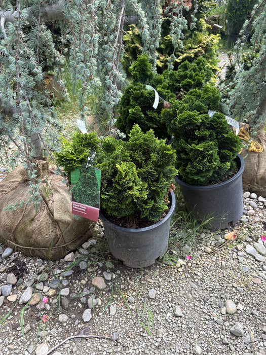 True Dwarf Hinoki Cypress