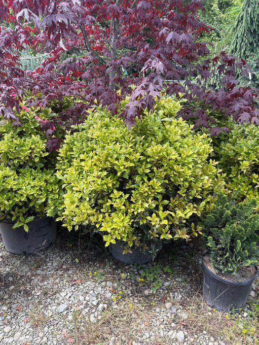 Goshiki False Holly Osmanthus