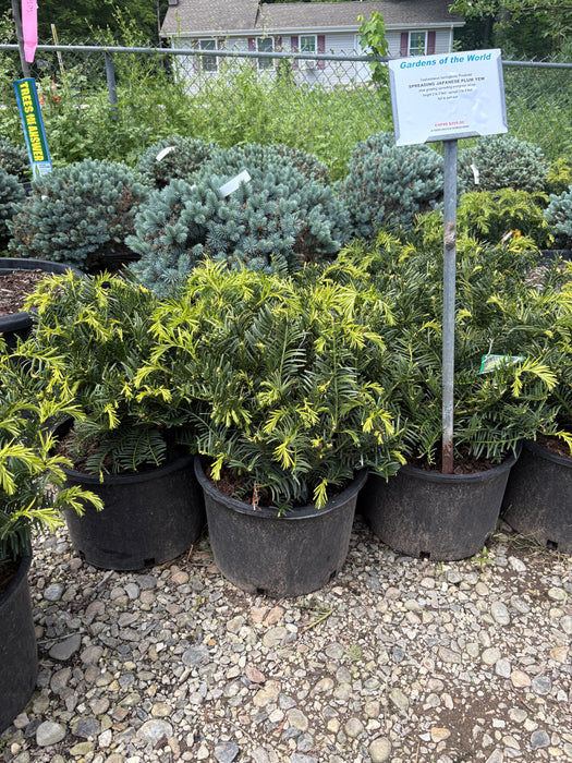 Hedgehog Japanese Plum Yew