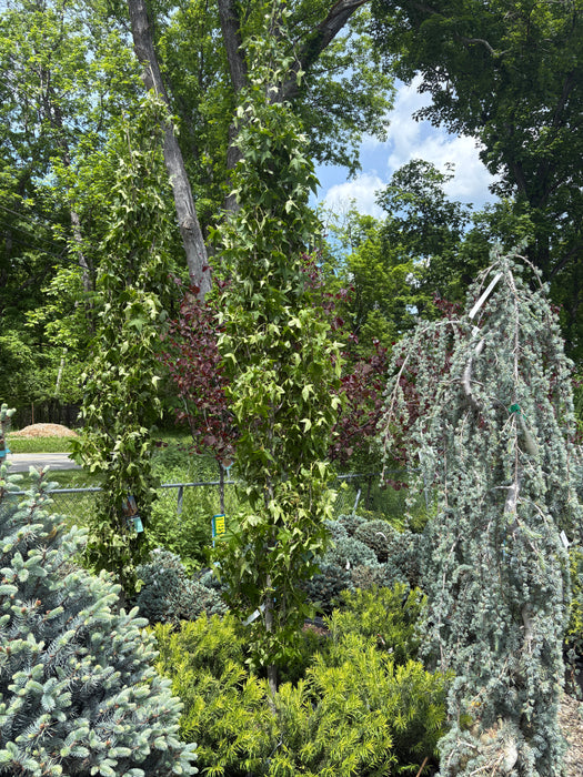 Slender Silhouette Sweetgum