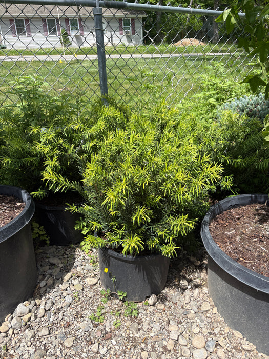 Japanese Plum Yew