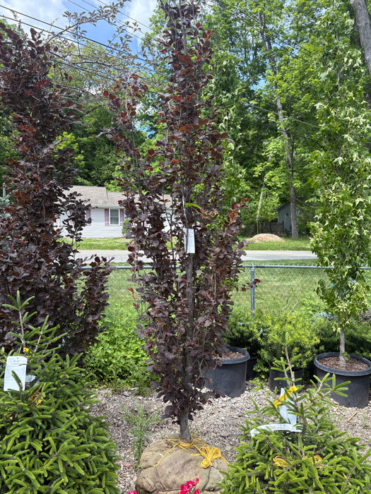 Red Obelisk Beech