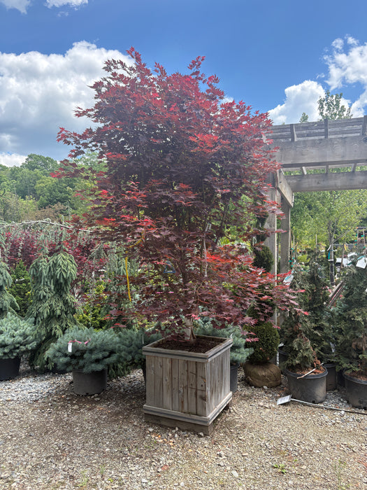 Alpenglow® Maple