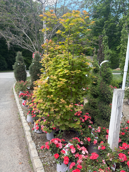 Sunny Sister Vine Maple