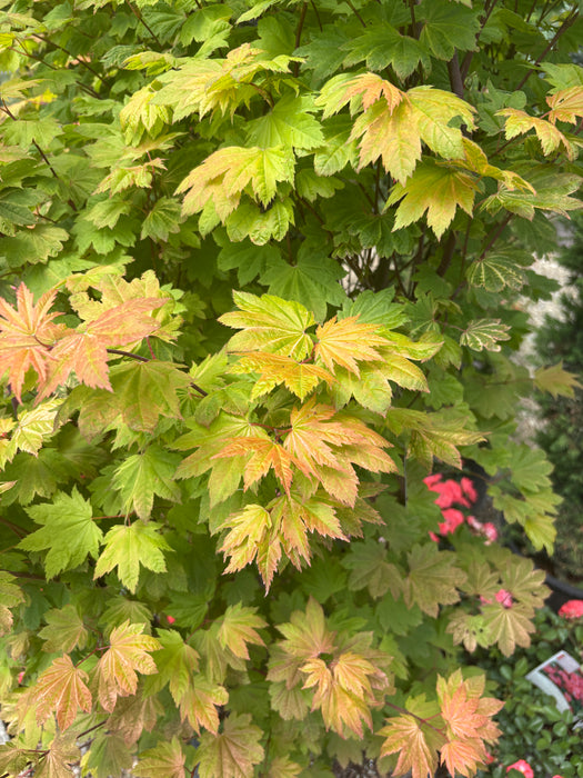 Sunny Sister Vine Maple