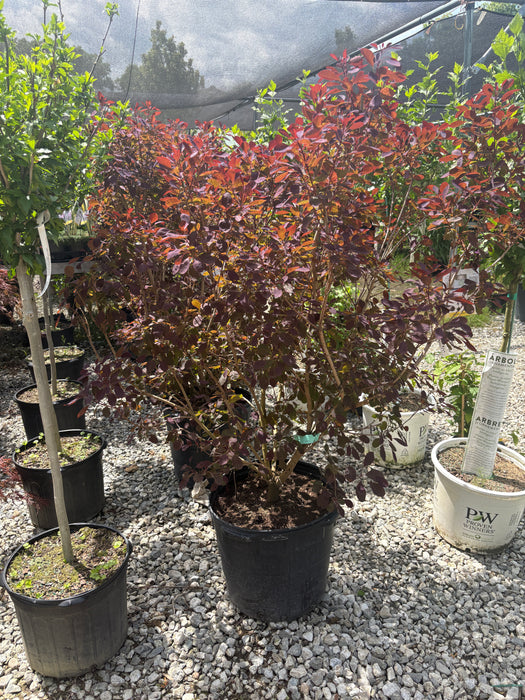 Royal Purple Smoke Bush