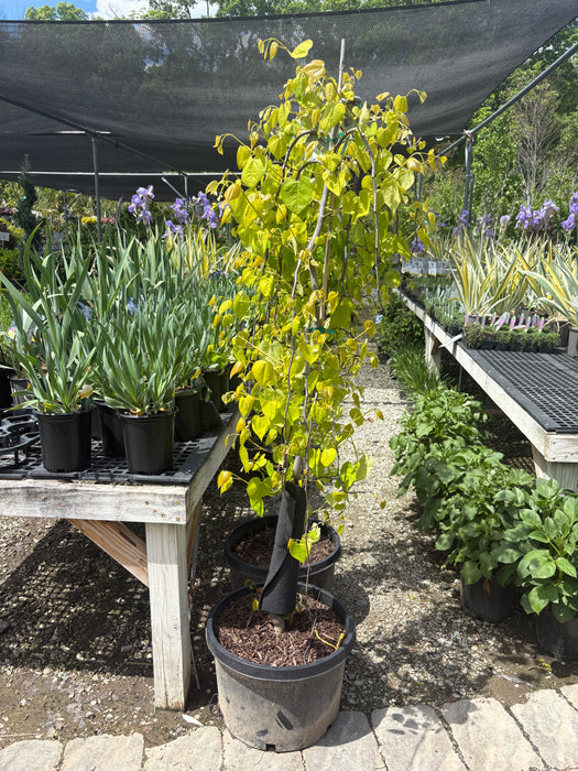 Golden Falls®  Weeping Redbud