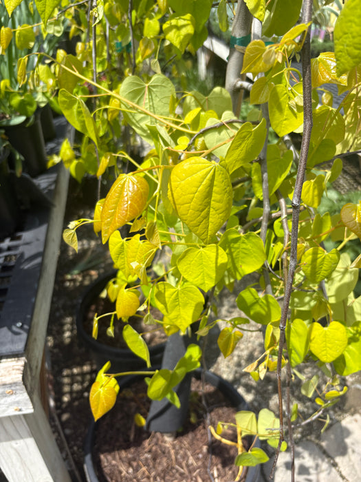 Golden Falls®  Weeping Redbud