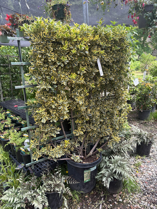 Chollipo Euonymus