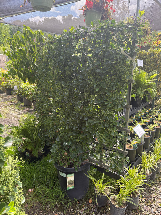 Manhattan Euonymus