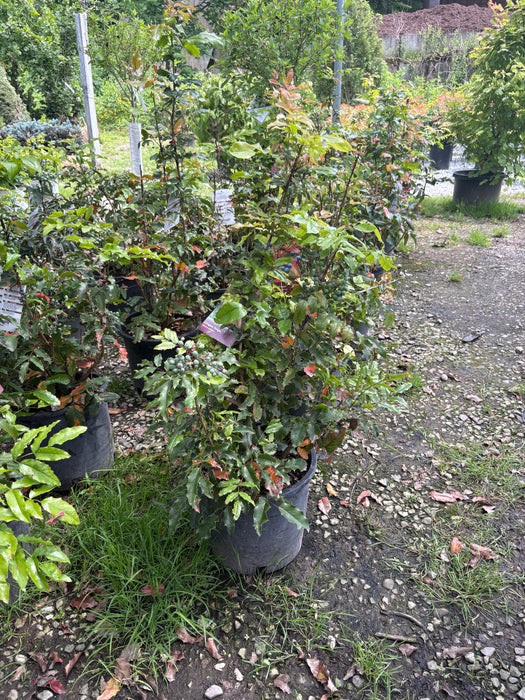 Oregon Grape Holly