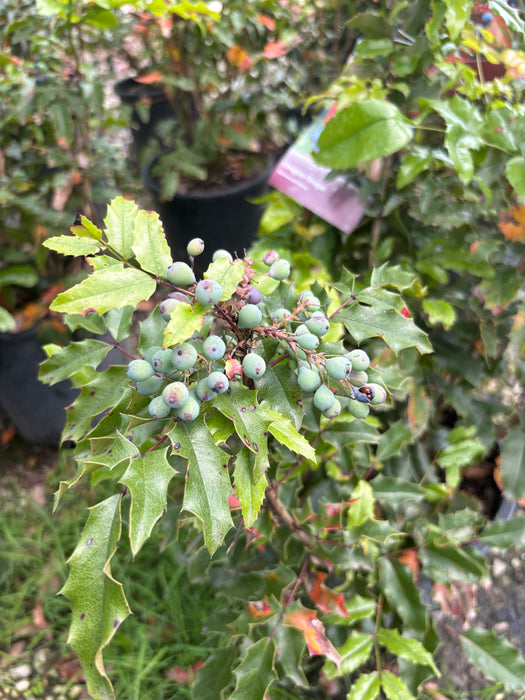 Oregon Grape Holly