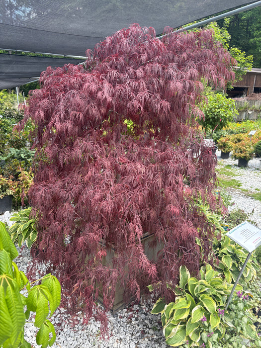 Crimson Queen Japanese Maple
