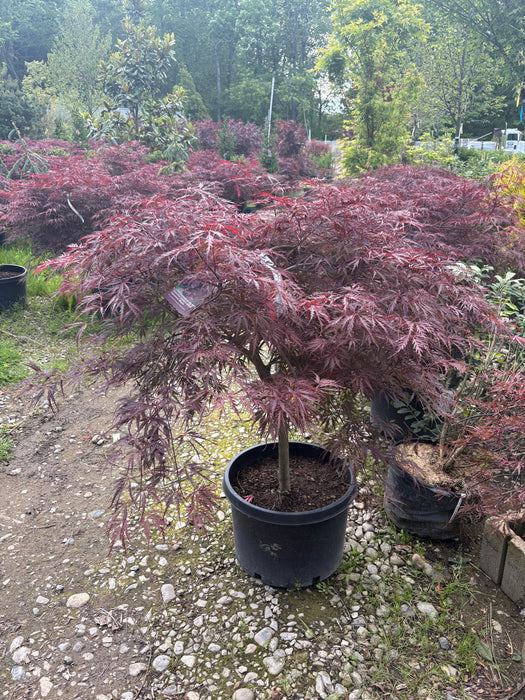 Tamukeyama Japanese Maple