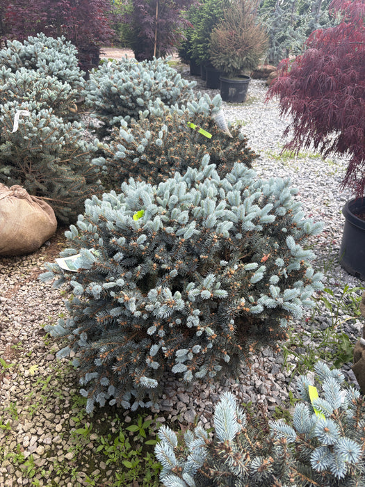 Globe Colorado Blue Spruce