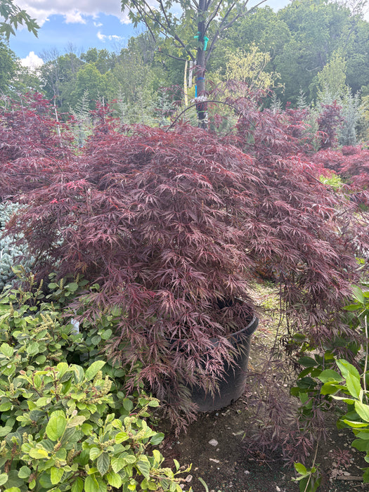Inaba Shidare Japanese Maple