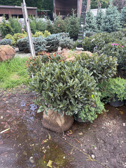 Otto Luyken Cherry Laurel
