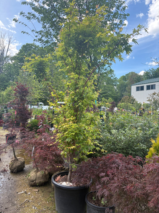 Sango Kaku Coral Bark Maple