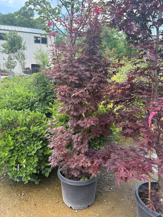 Elizabeth Japanese Maple